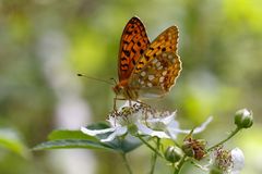 Märzveilchenfalter - Argynnis adippe