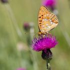 Märzveilchenfalter beim Auftanken