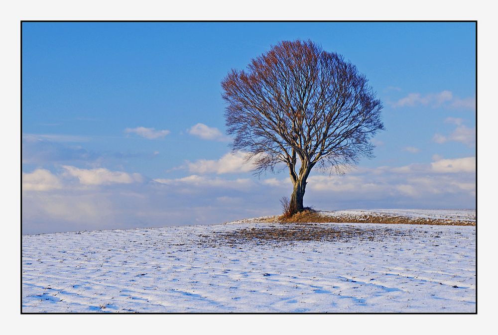 Märzwinter am "Kugelbaum"