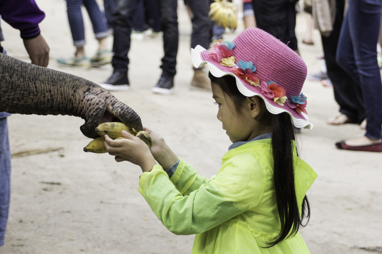 Maesa Elephant Camp 2 Chiang Mai