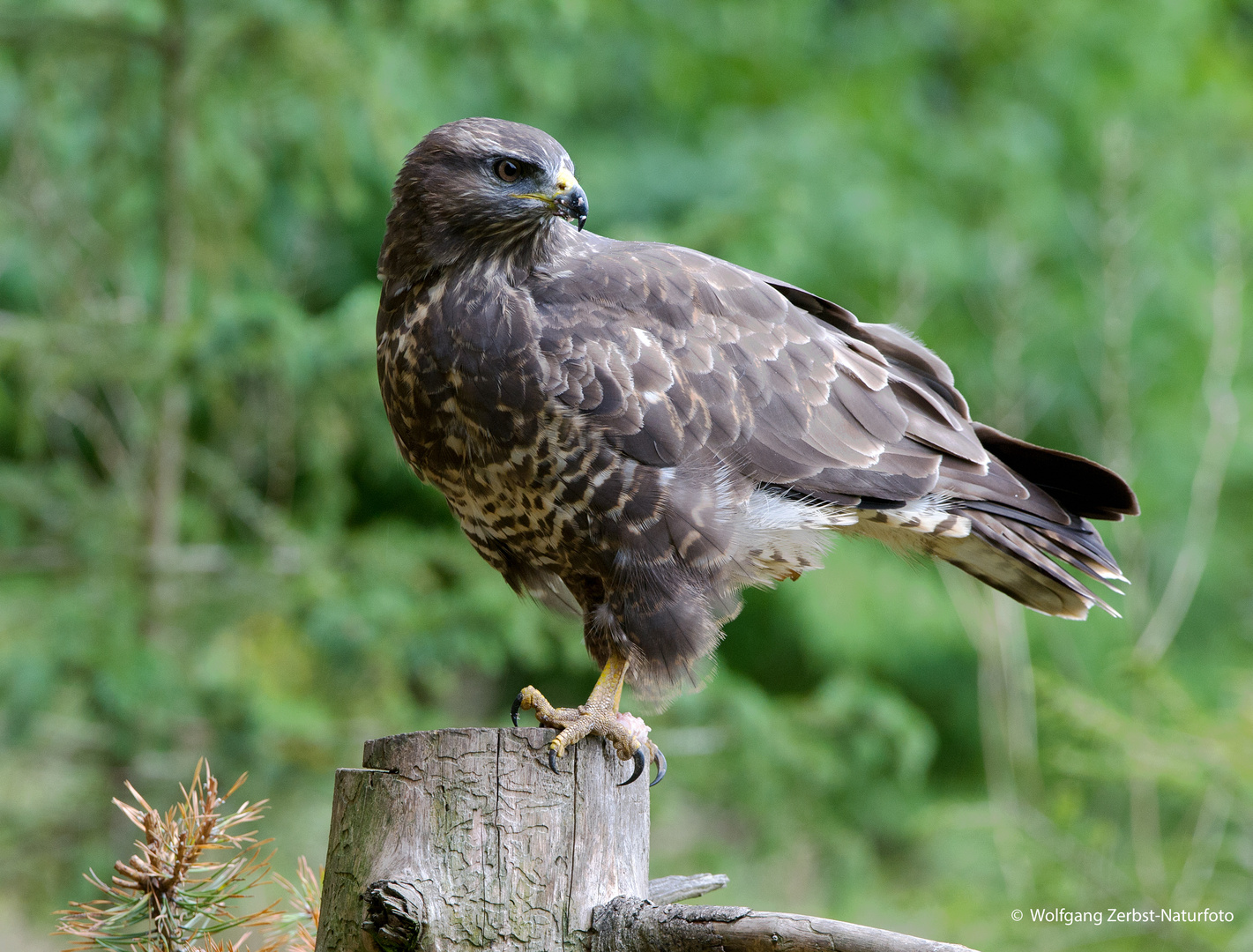 --- Mäsebussard 2 ---    ( Buteo buteo )