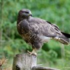 --- Mäsebussard 2 ---    ( Buteo buteo )