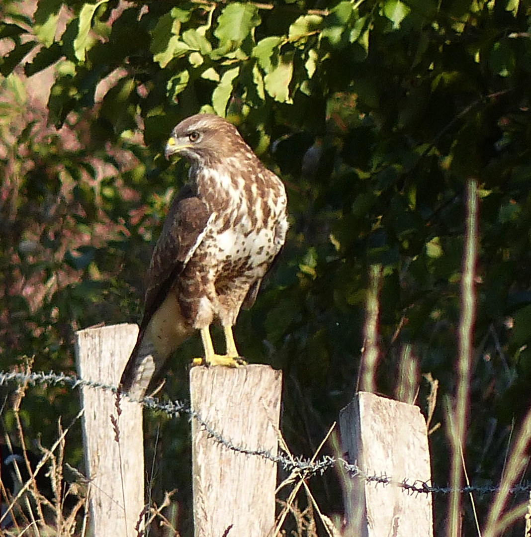 Mäsebussard am Lippe Auen Pfad in Hamm