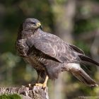  "  Mäsebussard  "   ( Buteo buteo )