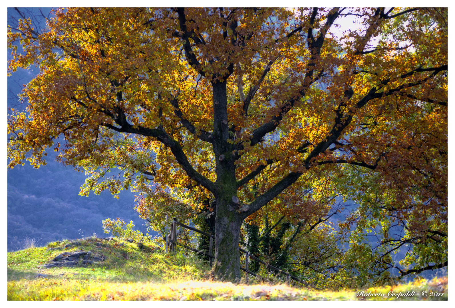 maestoso albero