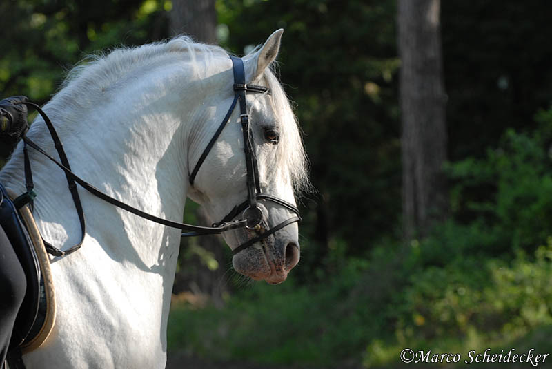 Maestoso - Lipizzaner Hengst