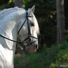 Maestoso - Lipizzaner Hengst