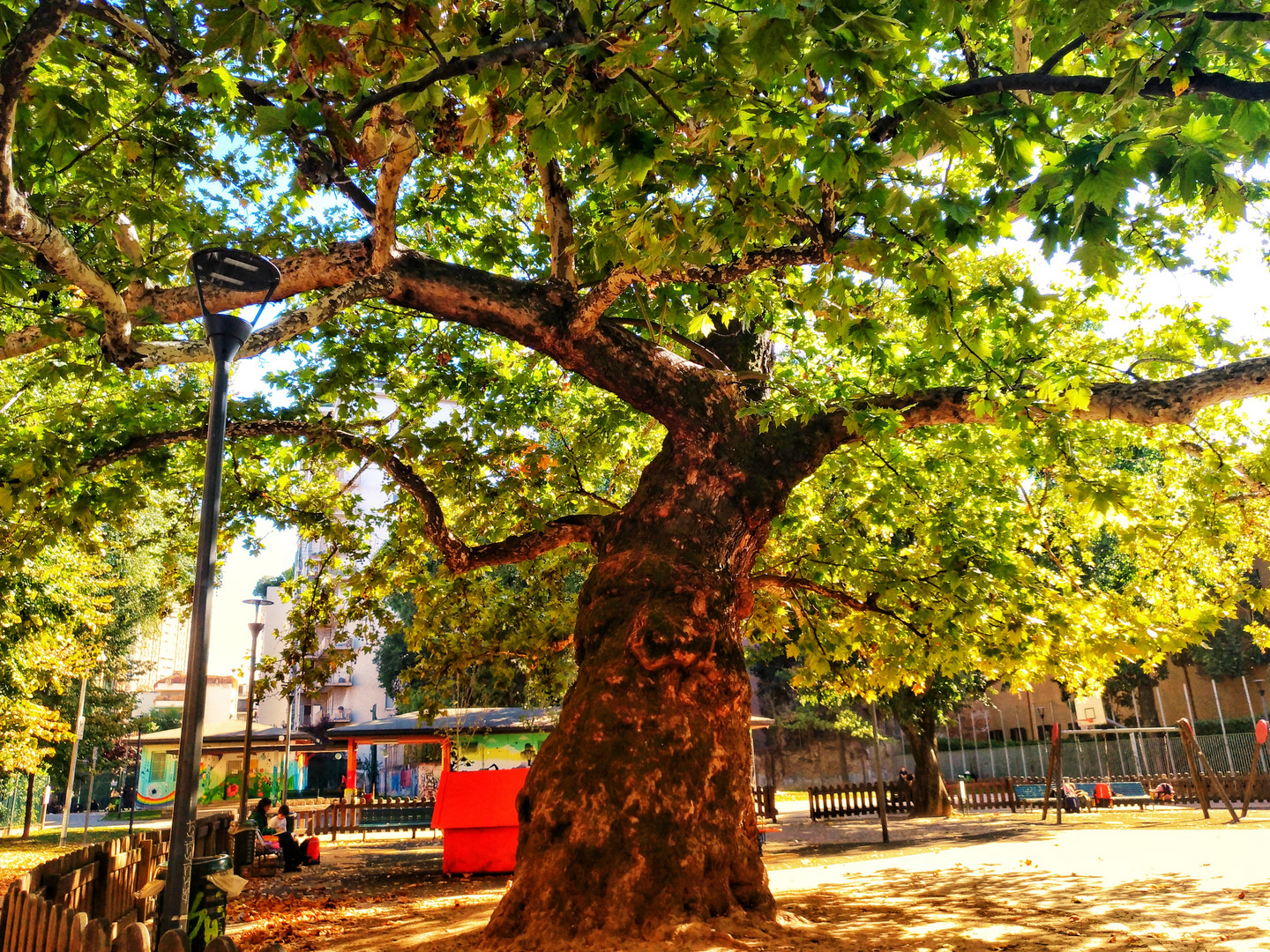 Maestoso platano nascosto tra le mura di Milano