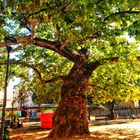 Maestoso platano nascosto tra le mura di Milano