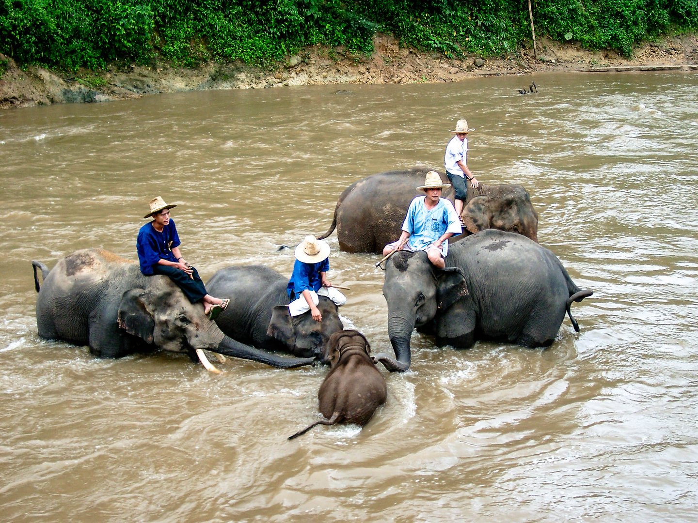 Maetaeng Elephant Park