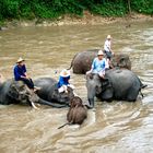 Maetaeng Elephant Park