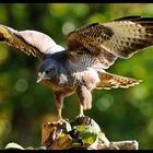 - Mäusbussard am Luder 1 - ( Buteo buteo )