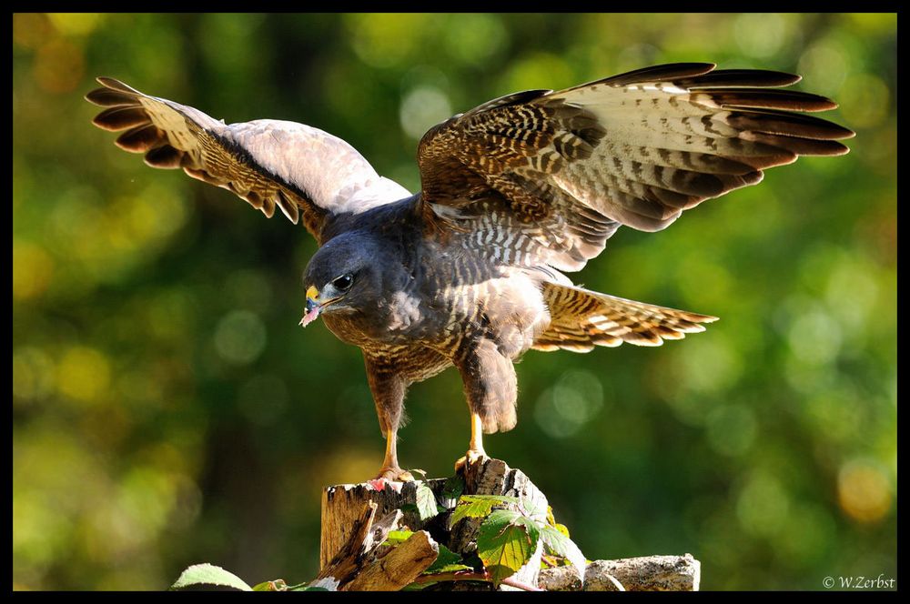 - Mäusbussard am Luder 1 - ( Buteo buteo )