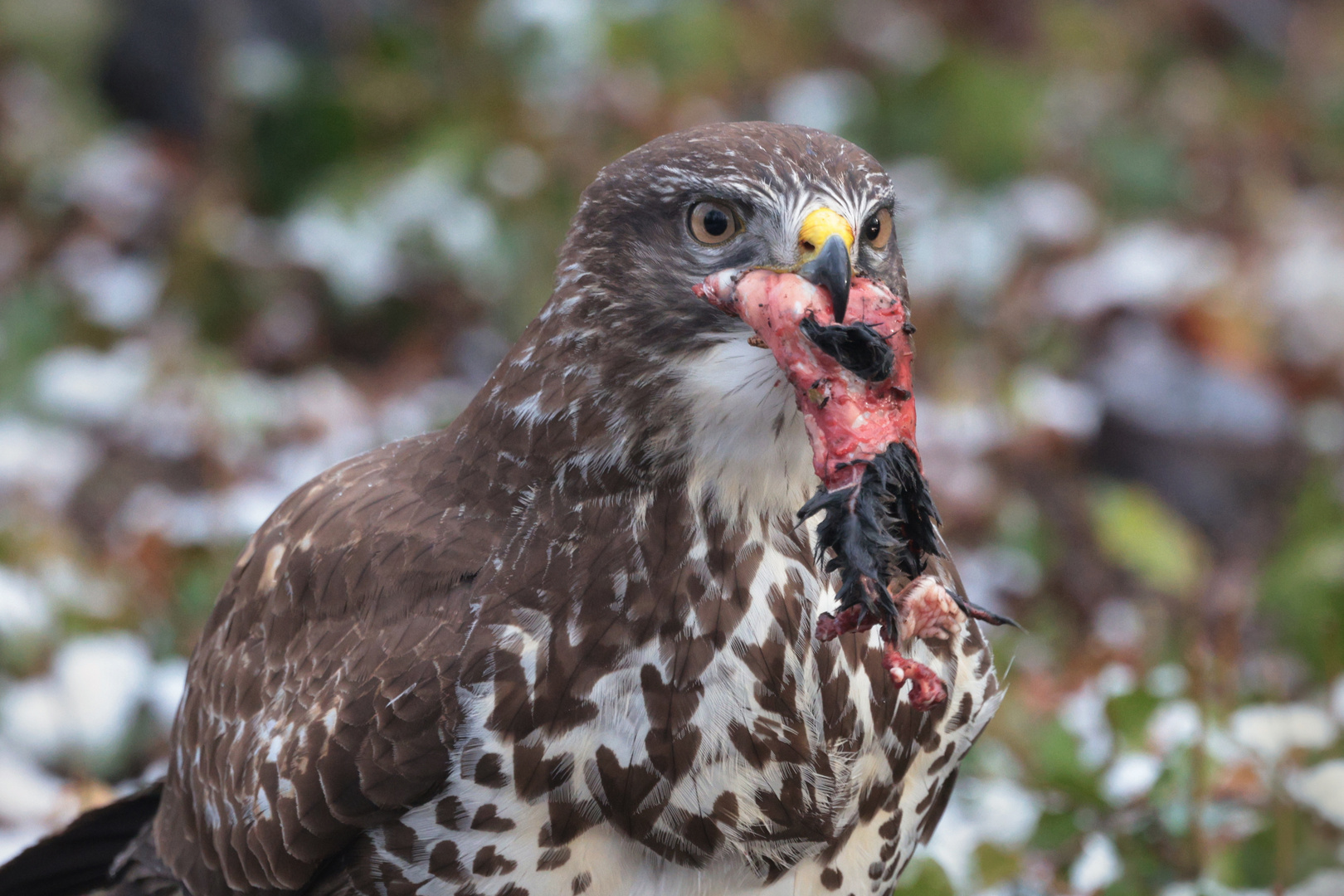 Mäusbussard mit Beute