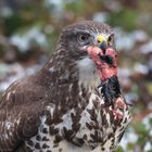 Mäusbussard mit Beute