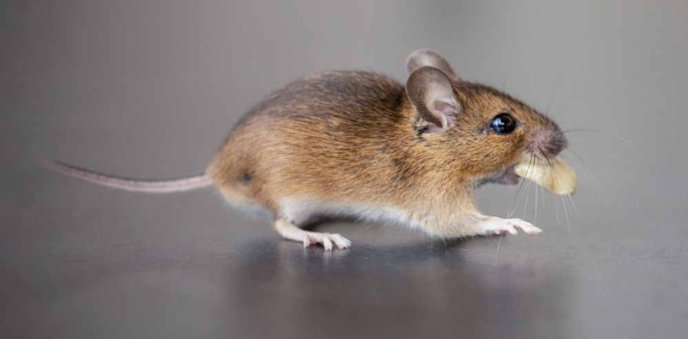 Mäuschen Foto & Bild tiere, wildlife, säugetiere Bilder auf