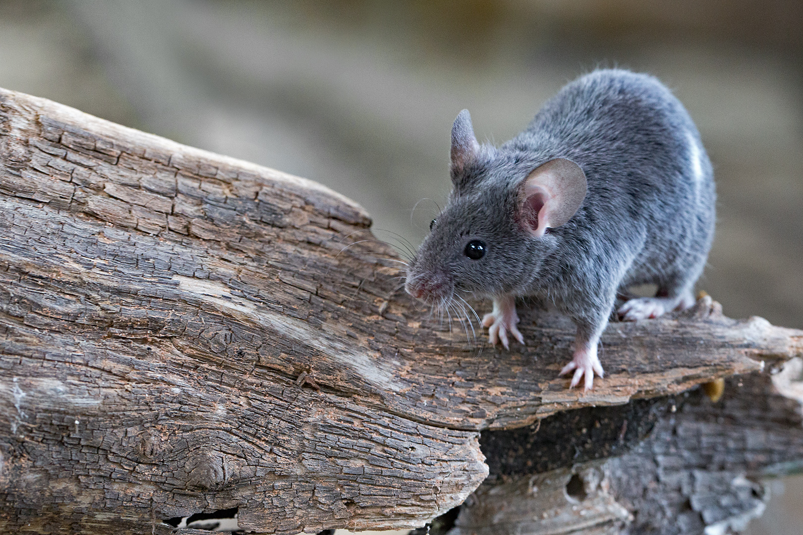 Mäuschen Foto & Bild tiere, zoo, wildpark & falknerei, säugetiere