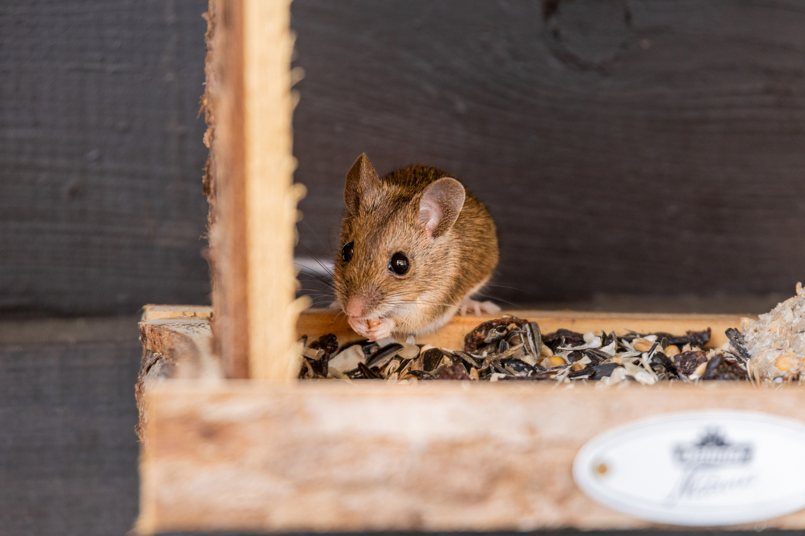 Mäuschen am Vogelfutterhäuschen