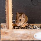 Mäuschen am Vogelfutterhäuschen