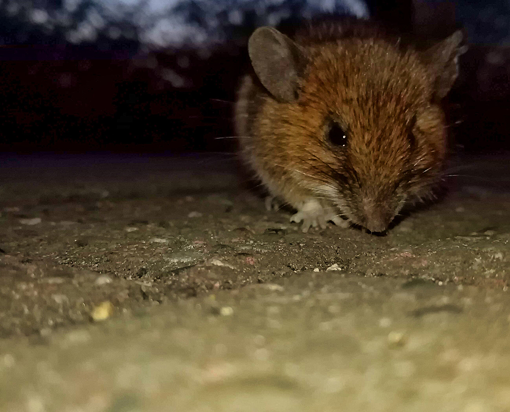 Mäuschen auf abwegen (Nagetiere)