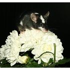 Mäuschen auf Blume