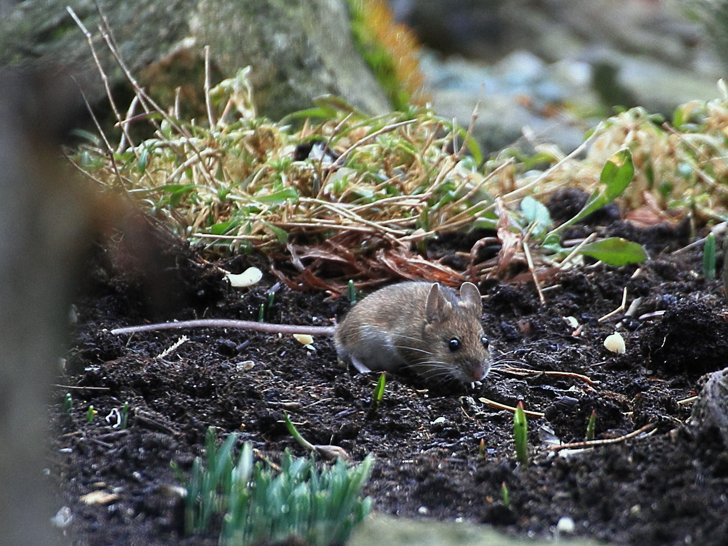 Mäuschen auf Futtersuche