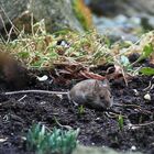 Mäuschen auf Futtersuche