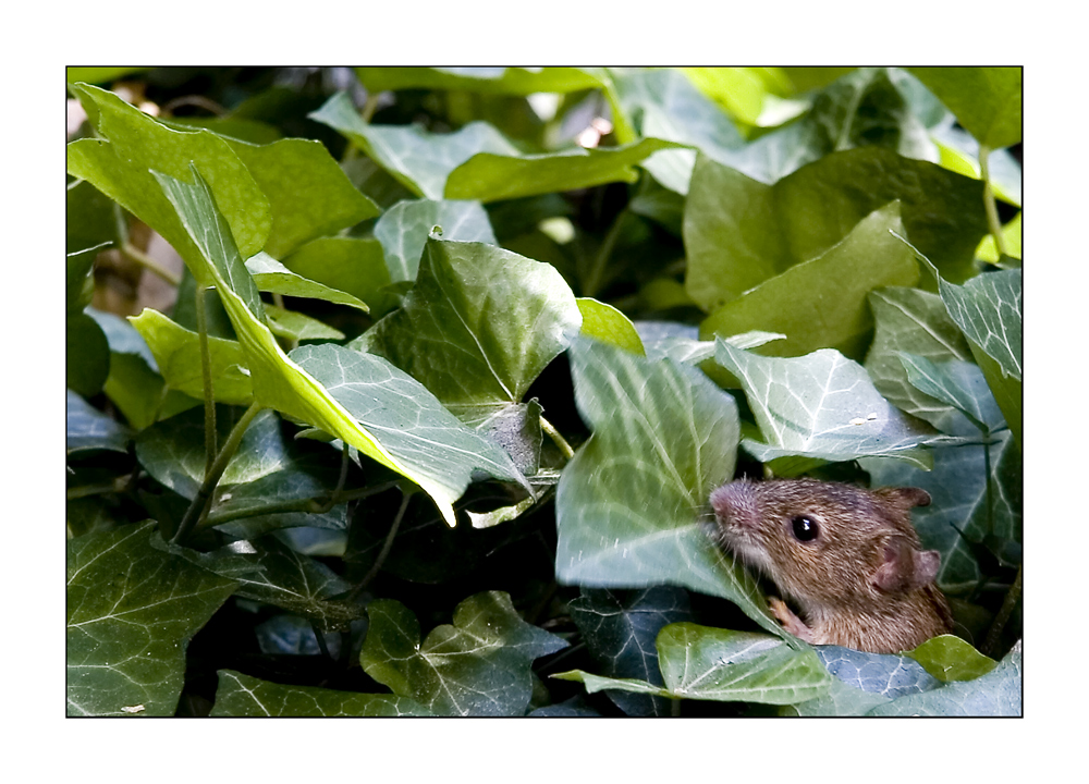 ..Mäuschen im Eveu...