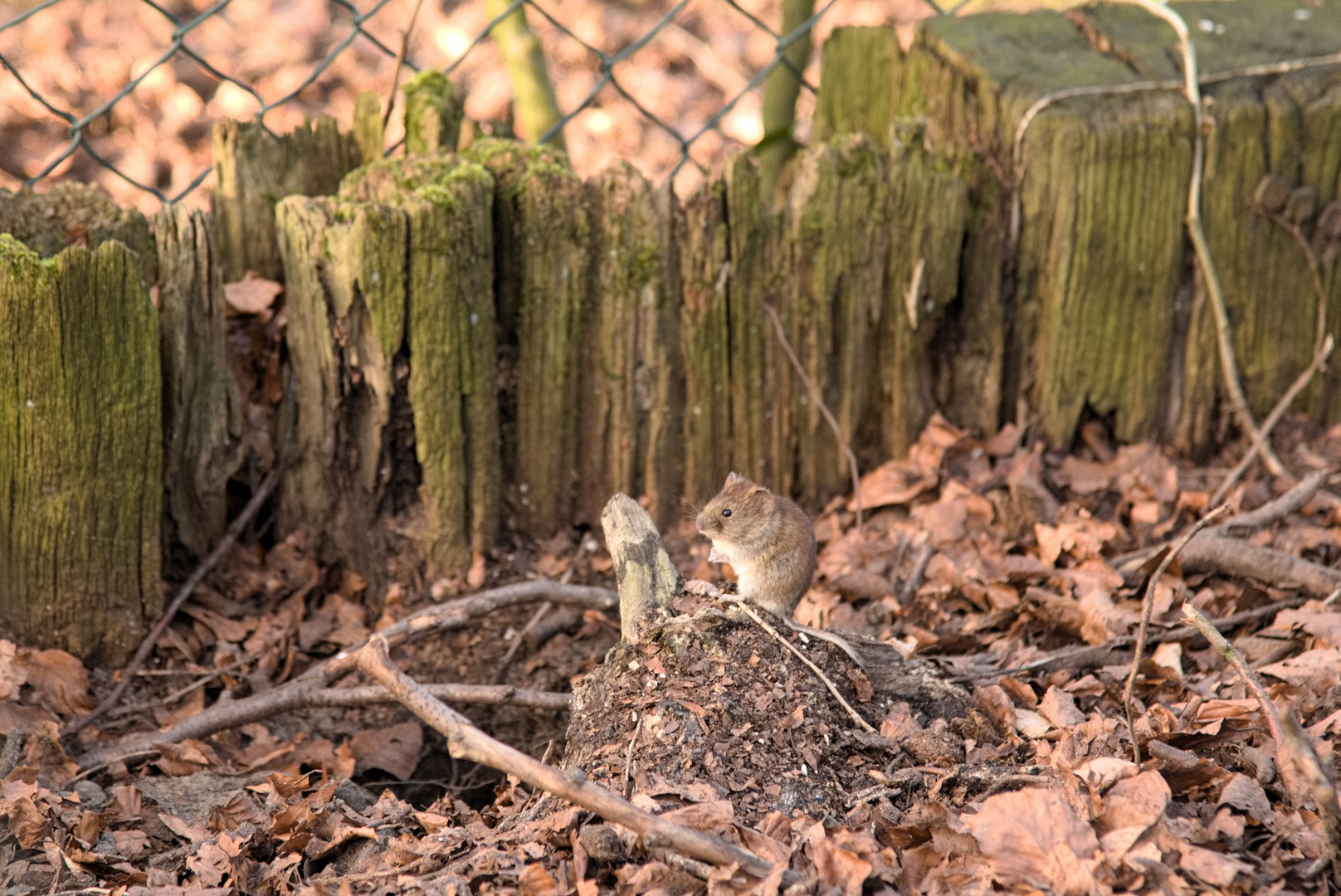 Mäuschen im Garten