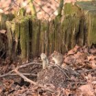 Mäuschen im Garten