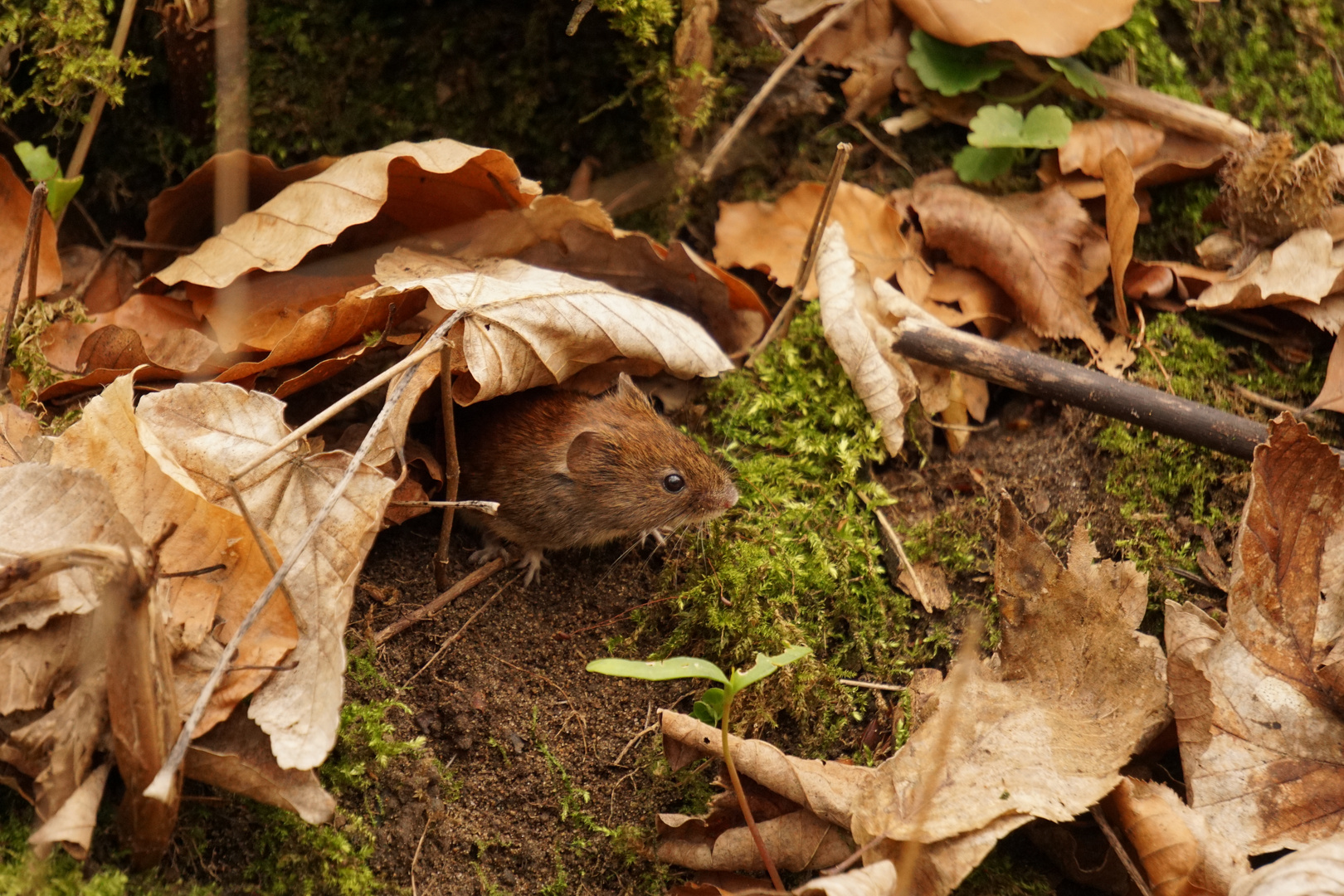 Mäuschen im Wald