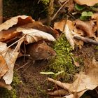 Mäuschen im Wald