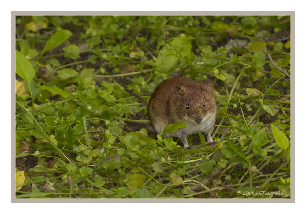 Mäuschen im Walde