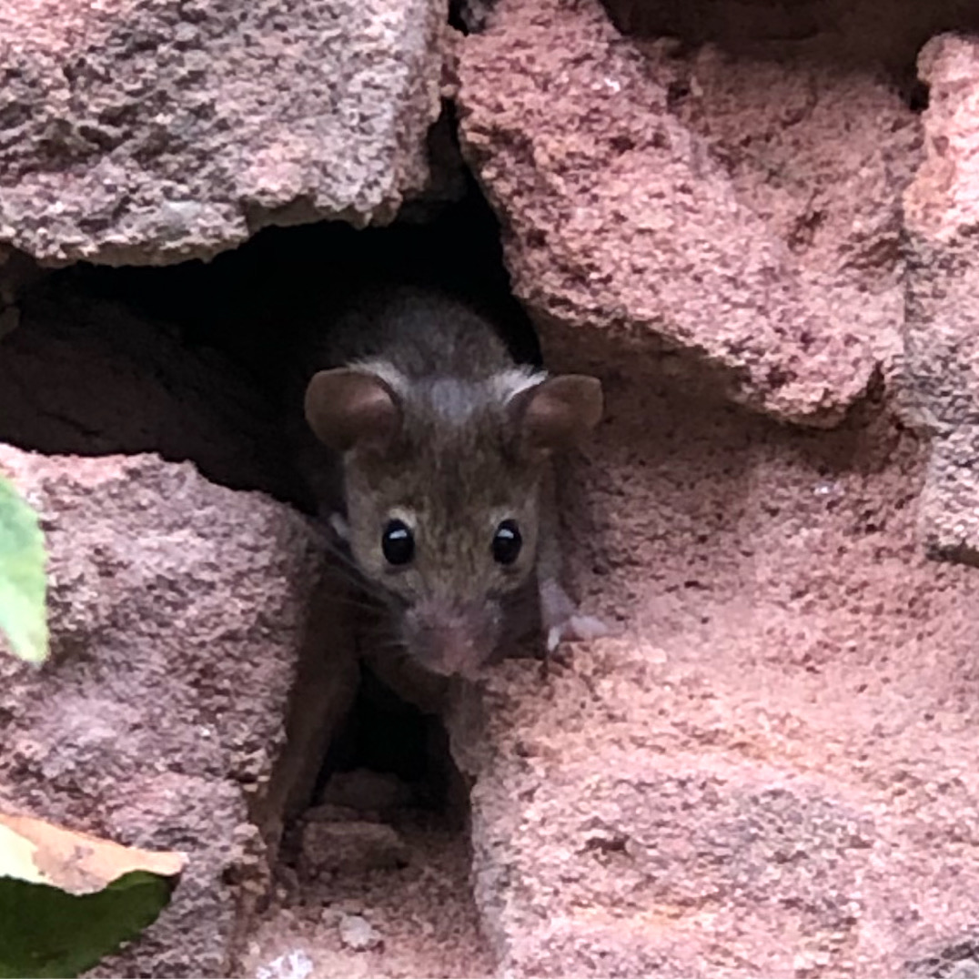 Mäuschen in der alten Steinmauer