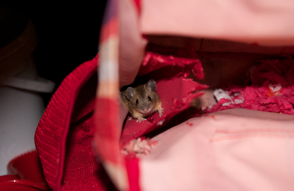 Mäuschen in der Tasche ;-)