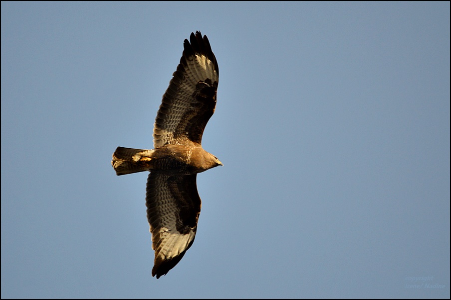 Mäuschen´s Bussard !!!!