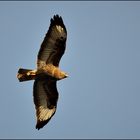 Mäuschen´s Bussard !!!!