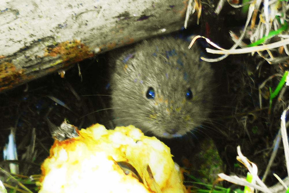 Mäuse auf einem Waldparkplatz in ca.1000 m Höhe