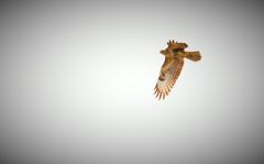 Mäuse Bussard und seine Pompösen Schwingen