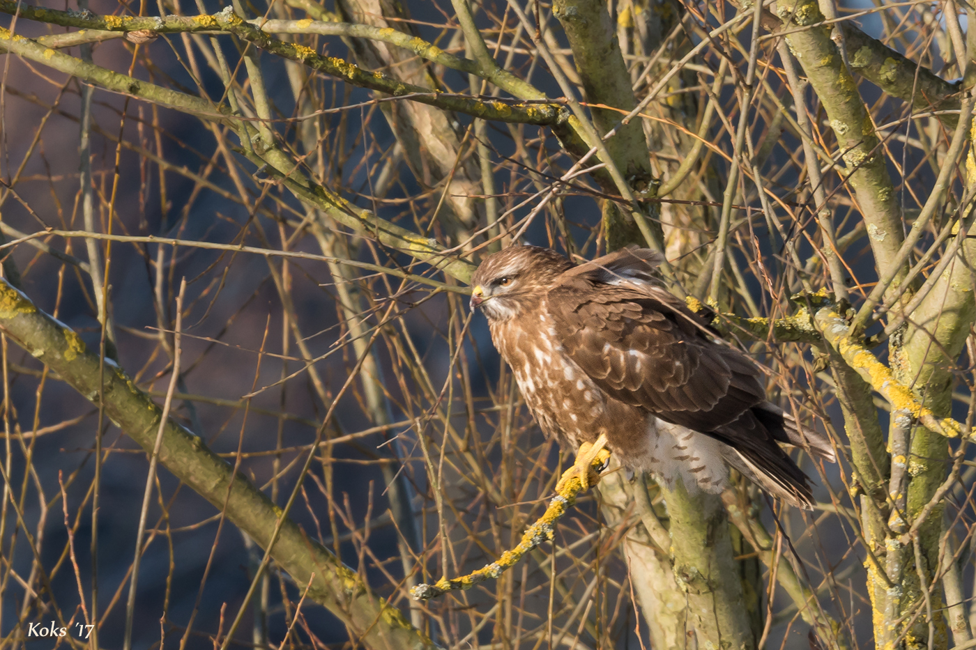 Mäuse-Buteo