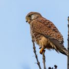 Mäuse im Überfluss und Greifvogel, Reiher & Co freut es