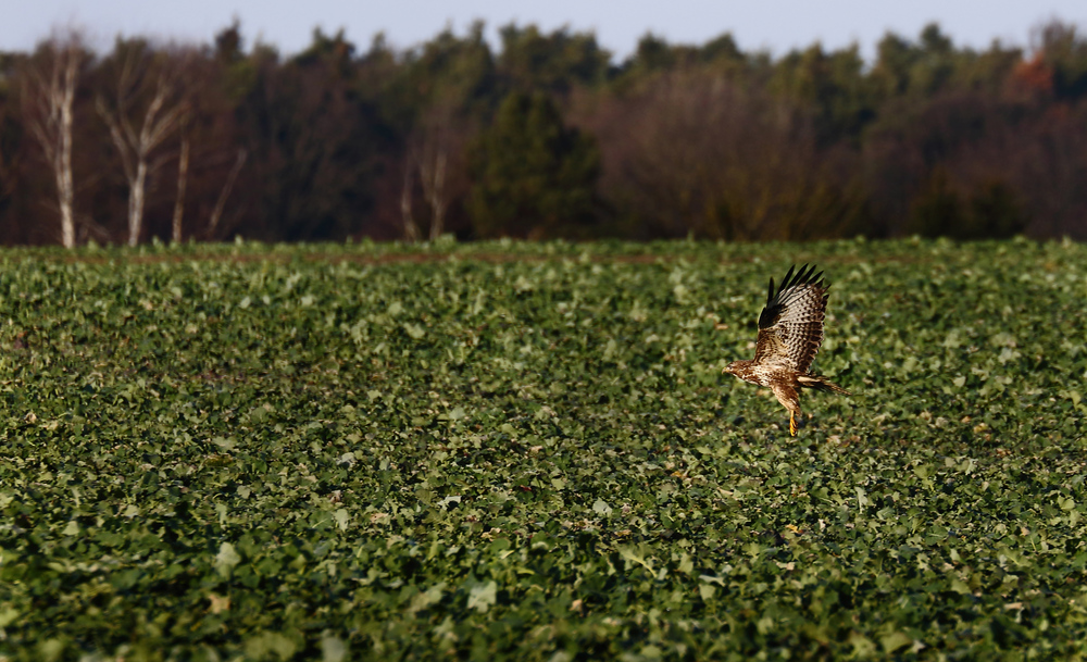 "Mäuse - Jagd, am Abend"