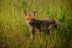 Mäuse suchen im hohen Gras