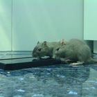 Mäuse und die Technik