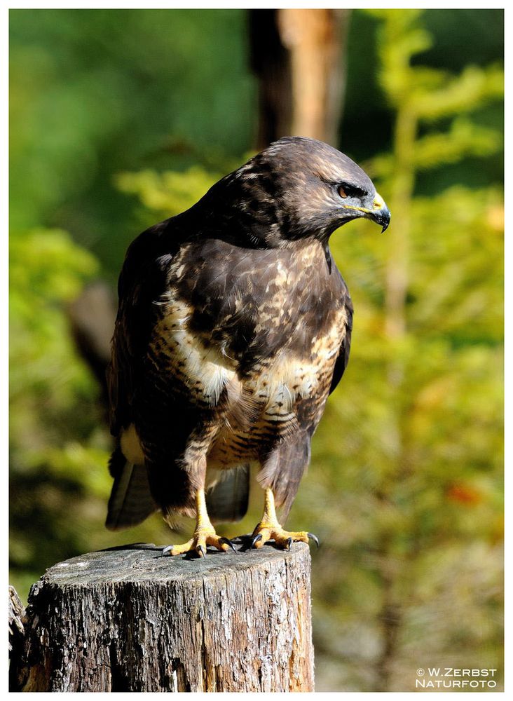 - Mäusebuard - ( Buteo buteo )