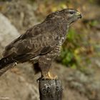 " Mäusebusard. ( Buteo buteo )