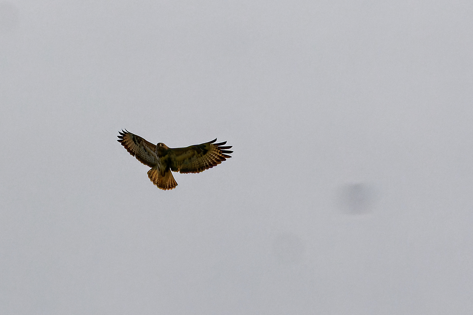 Mäusebusard im Flug