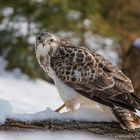   - MÄUSEBUSARD  im Schnee -