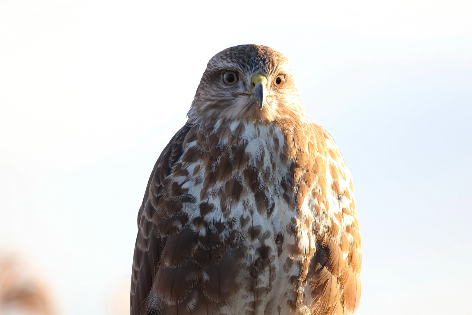 Mäusebusard mit Seitenlicht Foto & Bild | tiere, wildlife, wild lebende