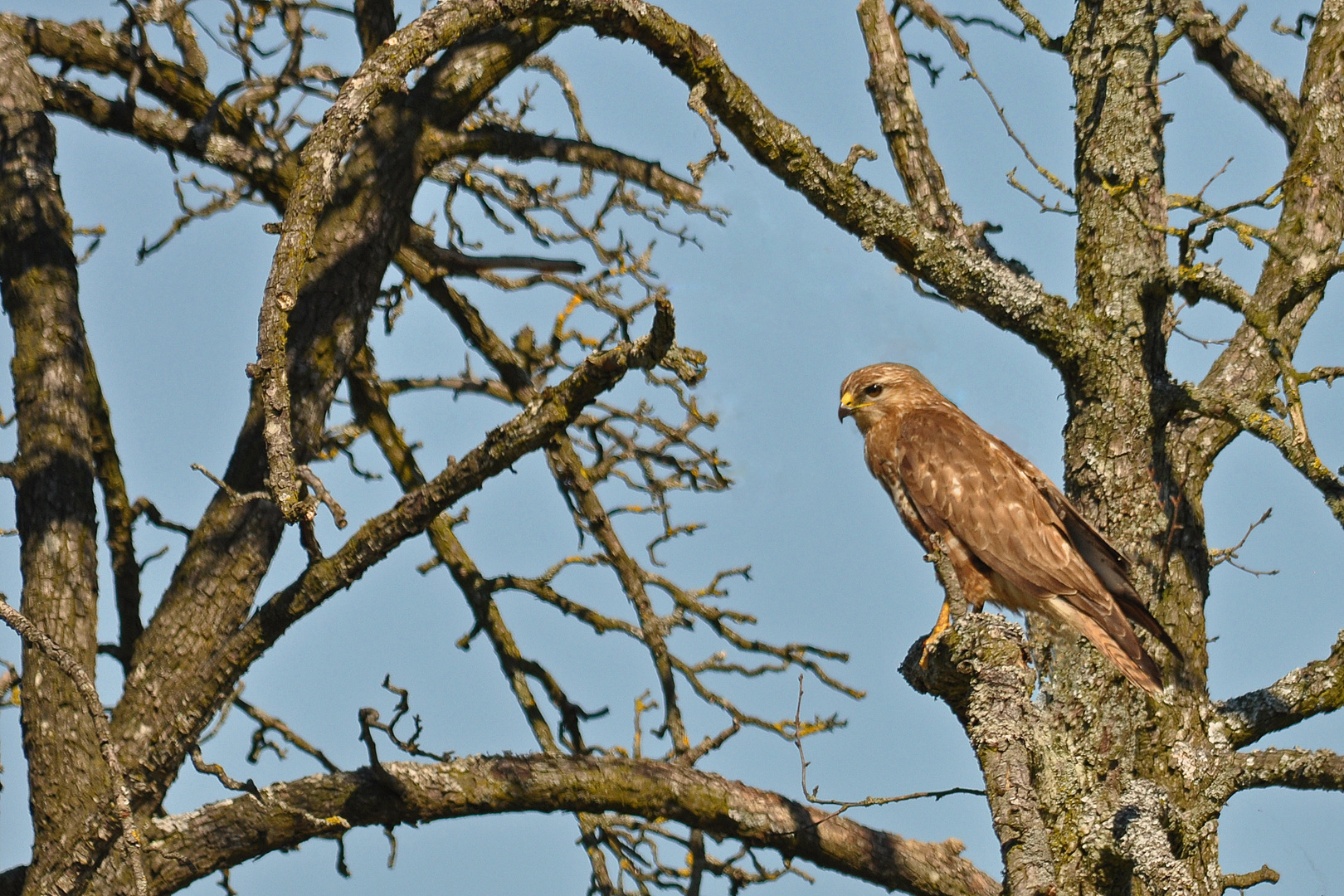 Mäusebussard